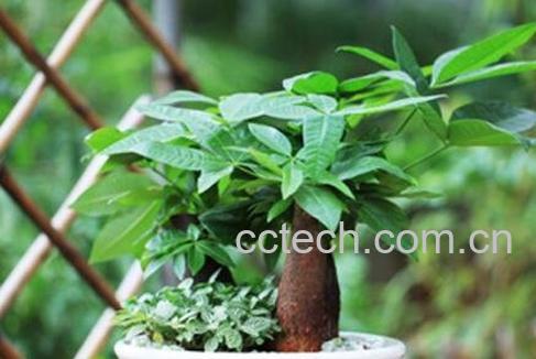 办公室放什么花最旺财-0