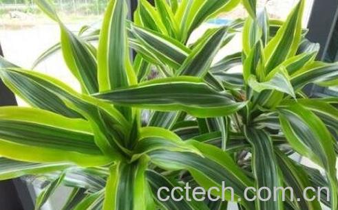 巴西木图片 巴西木怎么养-0