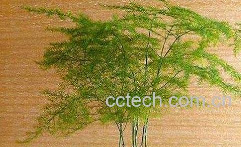 办公室放什么花最旺财-1