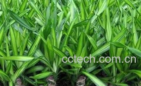 巴西木图片 巴西木怎么养-1