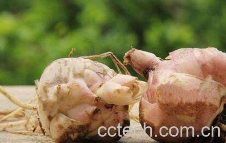 百合种球的种植方法-0