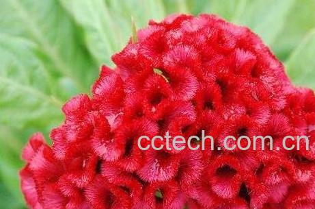 红鸡冠花的功效与作用-0