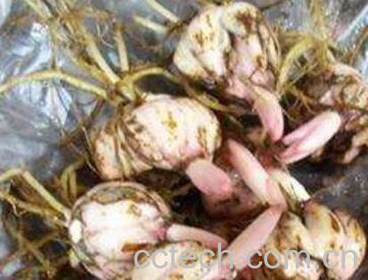 百合种球的种植方法-1