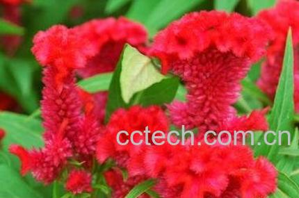 红鸡冠花的功效与作用-1