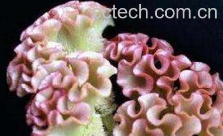 白鸡冠花的功效与作用-0