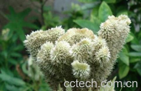 白鸡冠花的功效与作用-1