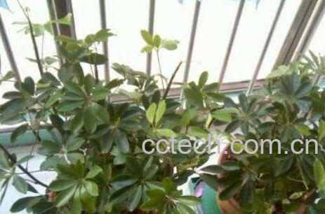 八方来财树的养殖方法和注意事项-0