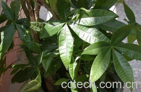 八方来财树的养殖方法和注意事项-1