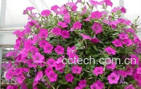 矮牵牛的种植方法-1