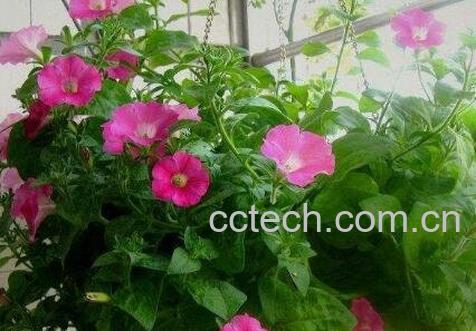 矮牵牛的种植方法-0