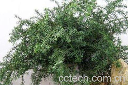 澳洲杉的养殖方法-0