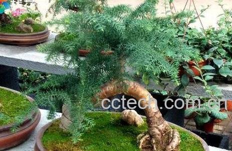 澳洲杉的养殖方法-1