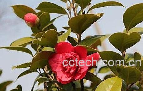  茶花的养殖方法 茶花怎么养-0