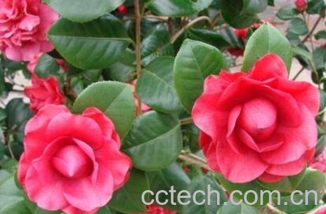  茶花的养殖方法 茶花怎么养-1