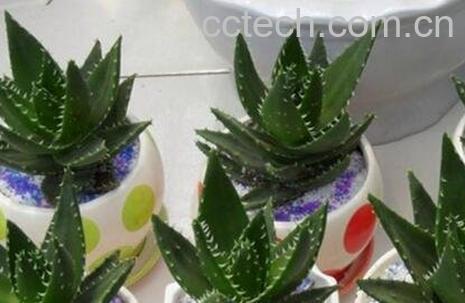 多肉植物不夜城养殖方法技巧-1