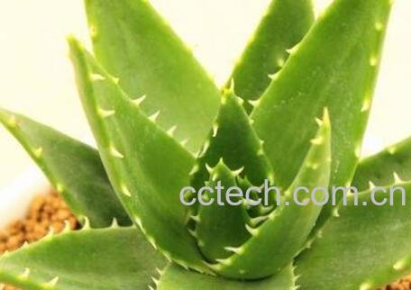 多肉植物不夜城养殖方法技巧-0