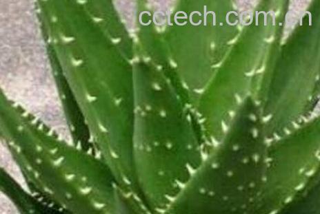 吃芦荟有什么好处-0