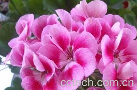 不能放在室内的花图片-1