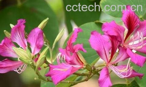 不能放在室内的花图片-0