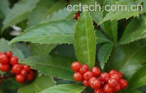 草珊瑚的繁殖方法-0