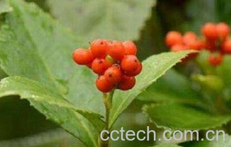 草珊瑚的繁殖方法-1