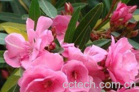 不适宜养在家里的植物-0