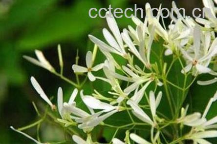 不适宜养在家里的植物-1