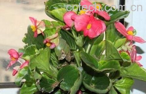 玻璃翠的养殖方法和注意事项-0