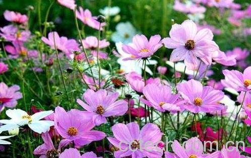 波斯菊怎么种 波斯菊种植方法-1