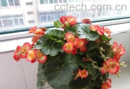 玻璃翠的养殖方法和注意事项-1