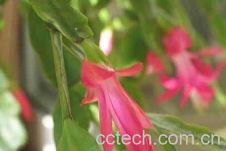 指节花的功效与作用-0