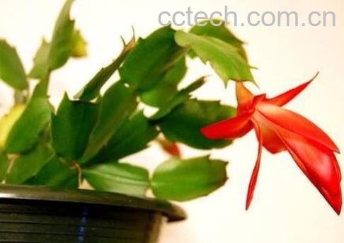 指节花的功效与作用-1