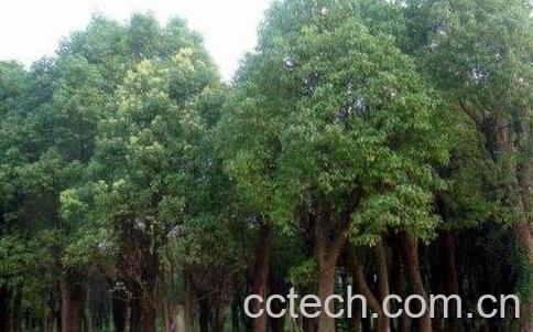 中国有香气树品种大全-0