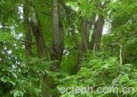 中国有香气树品种大全-1