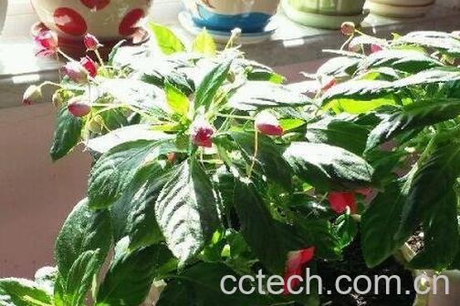 水季草花的养殖方法-0