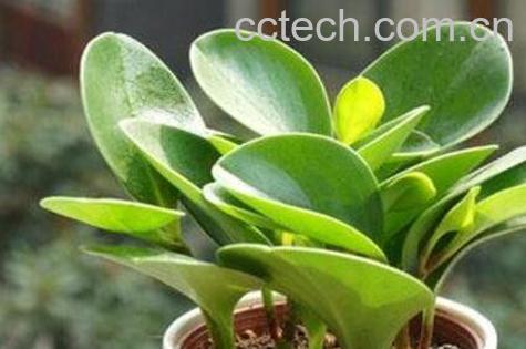 碧玉的养殖方法和注意事项-1