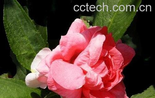 水季草花的养殖方法-1