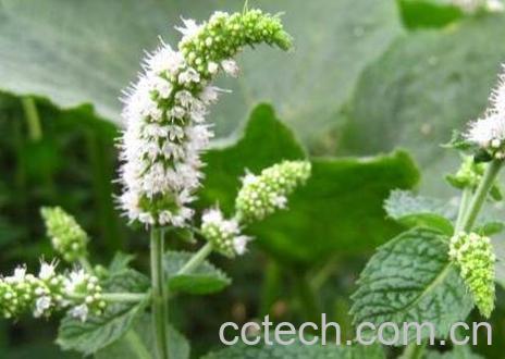 薄荷花的养殖方法和注意事项-0