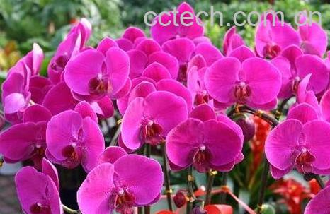 蝴蝶兰花养殖方法和注意事项-1