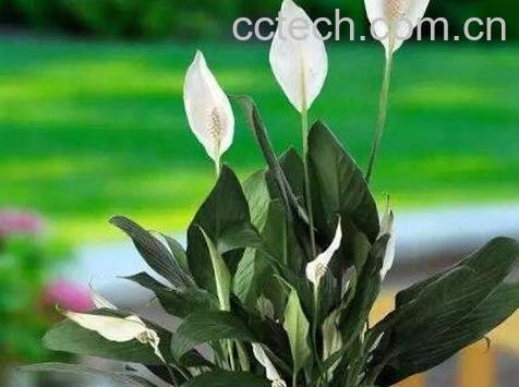 白掌叶子发黄怎么办 白掌的养殖方法-0