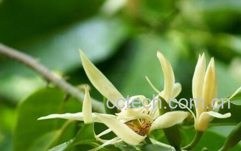 白兰花怎么养 白兰花的养殖方法-0