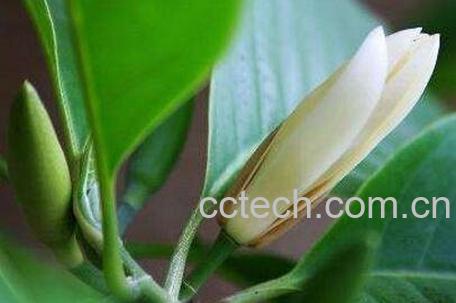 白兰花怎么养 白兰花的养殖方法-1