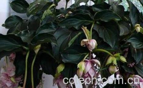 宝莲灯花的养殖方法-1