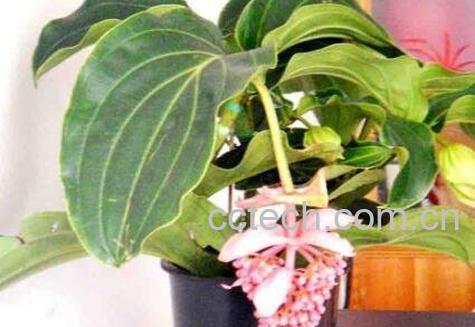 宝莲灯花的养殖方法-0