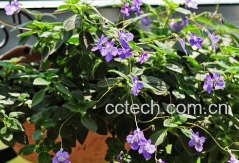 海豚花的养殖方法和注意事项-0