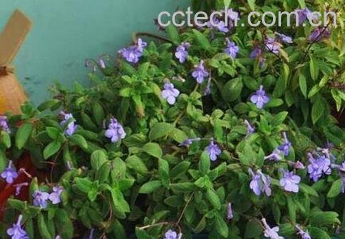 海豚花的养殖方法和注意事项-1