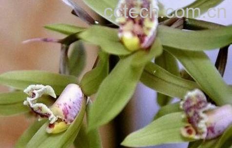 兰草花的养殖方法-1