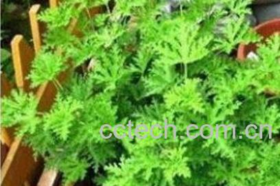 盆栽薄荷花的养殖方法和注意事项-0