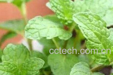 盆栽薄荷花的养殖方法和注意事项-1