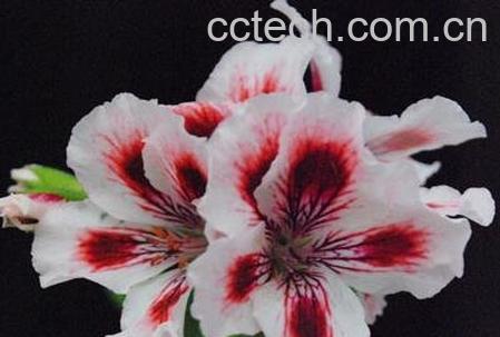 蝴蝶梅花的养殖方法和注意事项-1